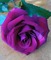 PURPLE WITH BLUE HUES ROSE - Free PNG Animated GIF
