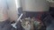 Callie My cat - 免费动画 GIF