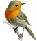 oiseau - gratis png animerad GIF