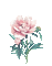 Peonie, Knospen, Blumen - Darmowy animowany GIF animowany gif