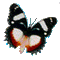 butterfly - GIF animé gratuit GIF animé