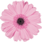 Kaz_Creations Colours Deco Flower - png gratuito GIF animata