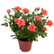 Roses - kostenlos png Animiertes GIF