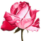 rose - ingyenes png animált GIF