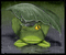 chantalmi grenouille pluie gif - 無料のアニメーション GIF アニメーションGIF