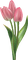 pink tulips sunshine3 - GIF animé gratuit