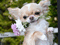 dog - 無料のアニメーション GIF アニメーションGIF