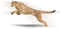 Kaz_Creations Cheetah - Free PNG Animated GIF