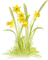 soave deco  flowers daffodils spring green yellow