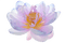 Lotus Flower - png grátis Gif Animado
