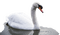 joutsen, swan, eläin, animal - png gratis GIF animado