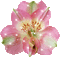 Blumen/Flowers - GIF animé gratuit GIF animé