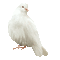dove white  gif pigeon 🕊🕊 - Animovaný GIF zadarmo animovaný GIF