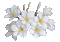 Plumeria - Darmowy animowany GIF animowany gif