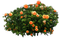 Pflanze - δωρεάν png κινούμενο GIF