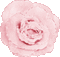 Pink rose animated Rox - Animovaný GIF zadarmo animovaný GIF