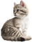 Cat - PNG gratuit GIF animé