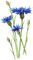 Blue.Flowers.Fleurs.Garden.Victoriabea - PNG gratuit GIF animé
