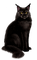 black cat by nataliplus - PNG gratuit GIF animé