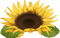sunflower deco