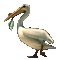 Pelican.Pelicano.Bird.gif.Victoriabea - GIF animé gratuit GIF animé