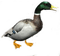 duck katrin - darmowe png animowany gif