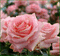Flores - Besplatni animirani GIF animirani GIF