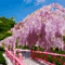 Pink Wisteria Tree - Besplatni animirani GIF animirani GIF