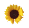 Kaz_Creations Deco Flowers Sunflower Flower - darmowe png animowany gif