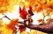 autumn fairy fantasy laurachan - Free PNG Animated GIF