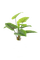 Planta color verde - nemokama png animuotas GIF