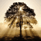 деревья - Darmowy animowany GIF animowany gif