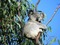Australia animals koala bp - png grátis Gif Animado