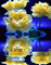 MMarcia gif rosas blue fundo - Ilmainen animoitu GIF