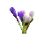 Fleur.Tulips.Tulipes.Flowers.Magic.Tulipe.Tulip.Deco.Bouquet.Victoriabea - GIF animé gratuit GIF animé