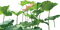Lotus leaves - 無料png アニメーションGIF
