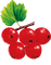 redcurrant Bb2 - 免费PNG 动画 GIF