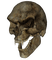 vampire skull - zdarma png animovaný GIF