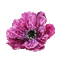 animated purple flower - Darmowy animowany GIF animowany gif
