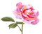 цветок; акварель - zadarmo png animovaný GIF