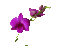 flowers - Безплатен анимиран GIF анимиран GIF