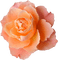 Kaz_Creations Deco Flower Colours - png gratuito GIF animata