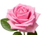 Pink rose - PNG gratuit GIF animé