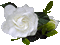 White Flower - Бесплатный анимированный гифка анимированный гифка