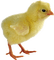 pollo - kostenlos png Animiertes GIF