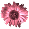 kikkapink pink flower daisy - png ฟรี GIF แบบเคลื่อนไหว