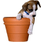 Kaz_Creations Dogs Dog Pup 🐶 - ücretsiz png animasyonlu GIF