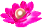 Animated.Flower.Pearl.Pink - By KittyKatLuv65