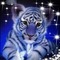 Blue Tiger Cub