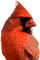 Kaz_Creations Bird - безплатен png анимиран GIF